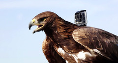 WWF Uses Photos Taken By Animals And Birds To Raise Money For Endangered Species