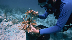 Healing The Ocean With A Garden of Coral