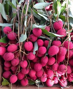 Freshly Picked Lychees - Imgur