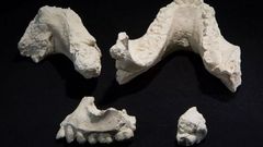 'New species' of ancient human found - BBC News