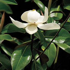 MagnoliaEssential Southern Plant