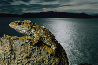 What Animals Are Likely to Go Extinct First Due to Climate Change