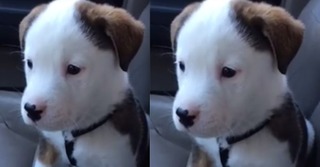 Puppy just doesn't understand where his hiccups are coming from