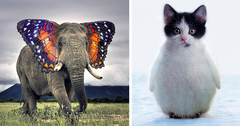 15+ Strange Animal Hybrids Bred In Photoshop