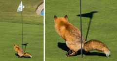 10+ Hilarious Entries To The 2017 Comedy Wildlife Photography Awards | Bored Panda