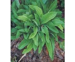 Free herb information - COMFREY