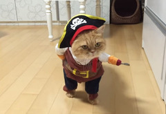 Check Out This Cat Dressed As Jack Sparrow