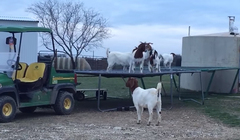 Here Are Some Goats On A Trampoline