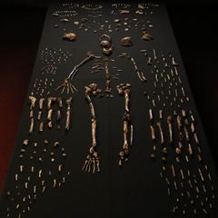 Mysterious New Human Species Emerges from Heap of Fossils - Scientific American