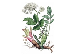 Flora's Tea Diary