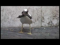 Möwe verschlingt Taube in Rom - YouTube
