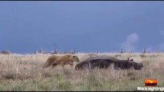A lions attempt in hunting a hippo backfires horribly. - YouTube