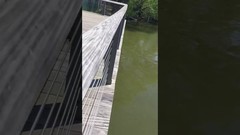 Wait for those ducklings... - YouTube