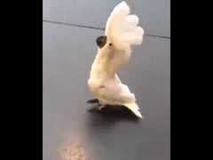 Parrot Barking Like A Dog - YouTube