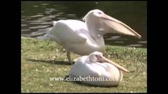 Pelikan Frisst Taube - YouTube