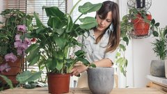 Die NASA weiß: Das sind die 6 besten Zimmerpflanzen für dich - Science - futurezone.de