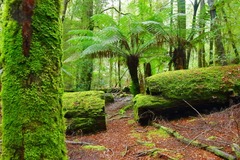 Tarkine Rainforest, Tasmania – Australia's Largest Temperate Rainforest