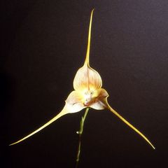 Dracula gigas - Wikipedia