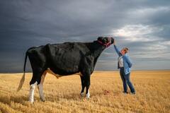 Meet Beef, an Alberta farmer’s steer who is Guinness-certified as the tallest in the world - The Globe and Mail
