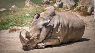 Northern white rhino dies at San Diego zoo; only 5 left worldwide